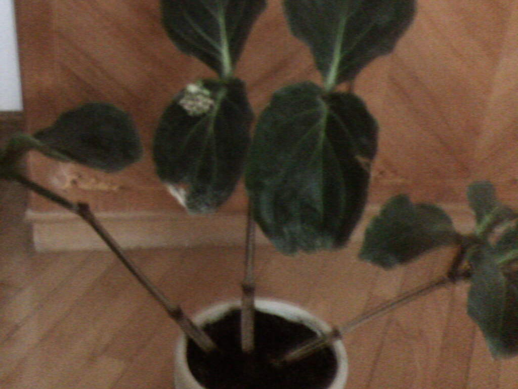 060505_175145.jpg