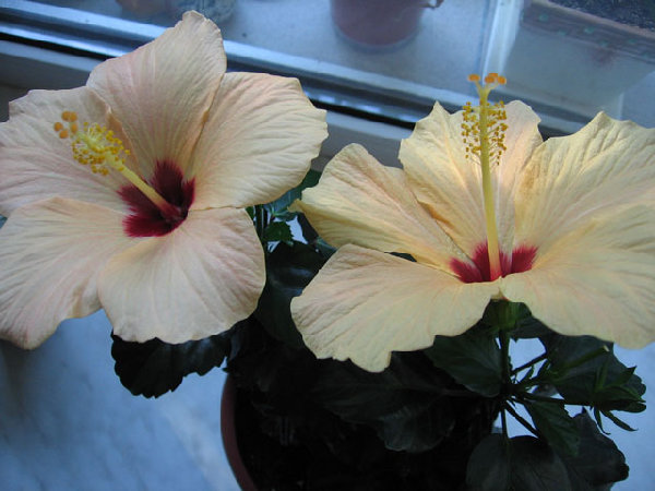 Сегодня уже оба красуются