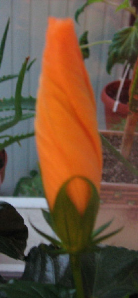 Вчера, вот такая "свечка"