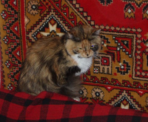 Лизавета Потаповна