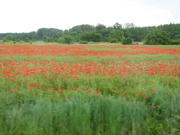 IMG_1770.JPG