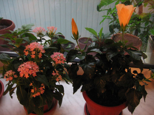 Это ранним утром 6,00