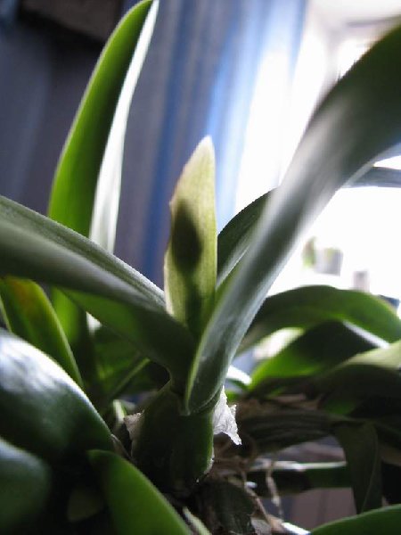 IMG_0217.jpg (33.51 КБ) 3582 просмотра Чехол у софролелиокаттлеи