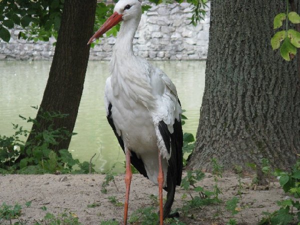 IMG_0553.JPG