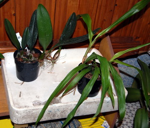 DSC_0487.jpg
