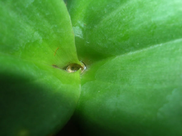 Den. Burana Sunday
