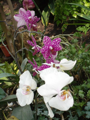 bs 08.jpg