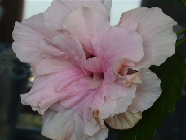 А это мой "старый" гибискус, которые почти был помер на старой квартире, а вот сейчас красавчик!