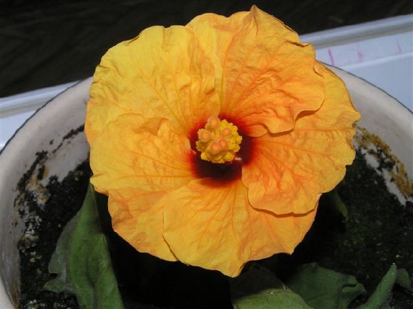 Ирочка (Харьков) твоё "Сердце"!!!!! Боже, мы так долго отходили, всё не принимались! И вот: листья почти пропали, зато цветок какой и куча бутонов! Спасибо тебе!