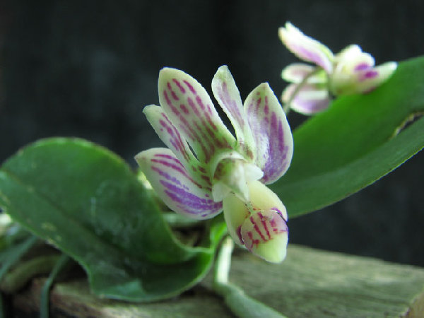 Phalaenopsis minus.jpg