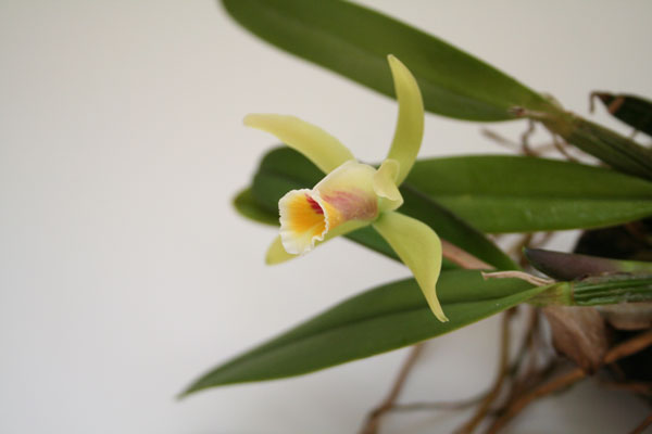 Сattleya luteola