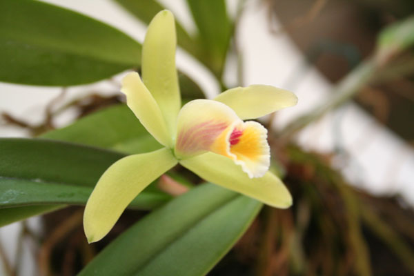 Сattleya luteola