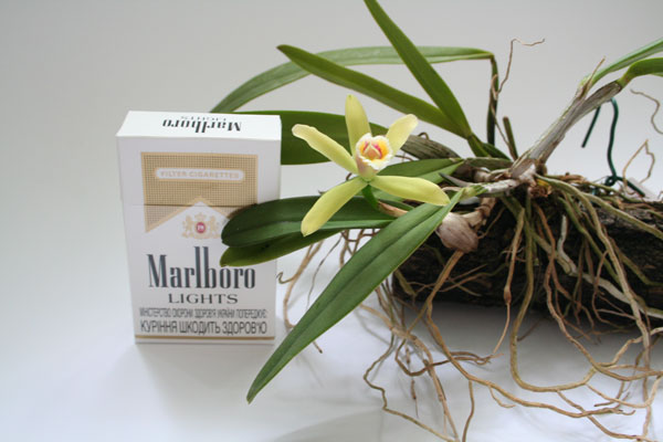 Cattleya luteola