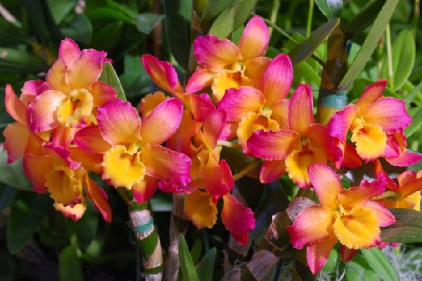 Dendrobium Oriental Smile 'Fantasy'