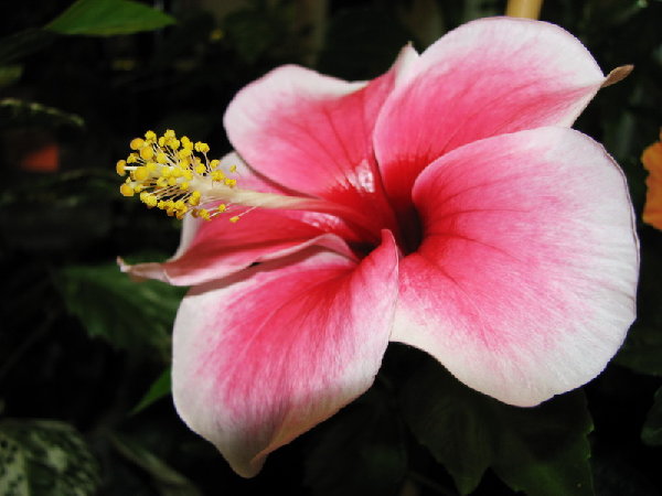 Камилия Уаинд