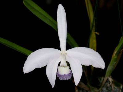 WEB-LIST-L-perrini-caerulea-RK.jpg