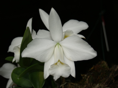WEB-LIST-L-pumila-alba-HI-(2 place-12 WOC).jpg