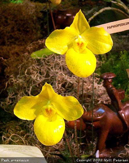 paph_armeniacum.jpg