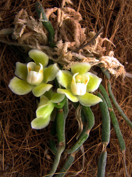 Chilochista%20Usneoides.jpg