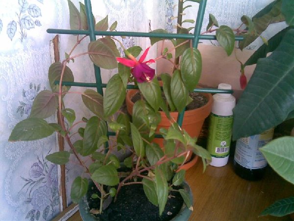 (Средний).jpg