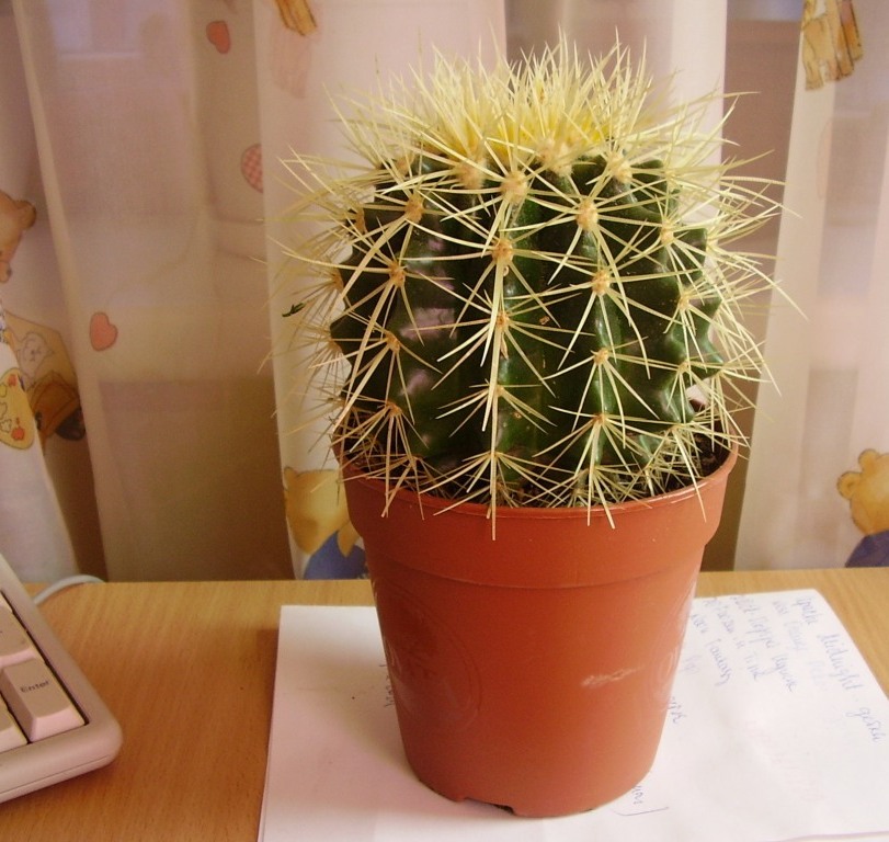 Кактус