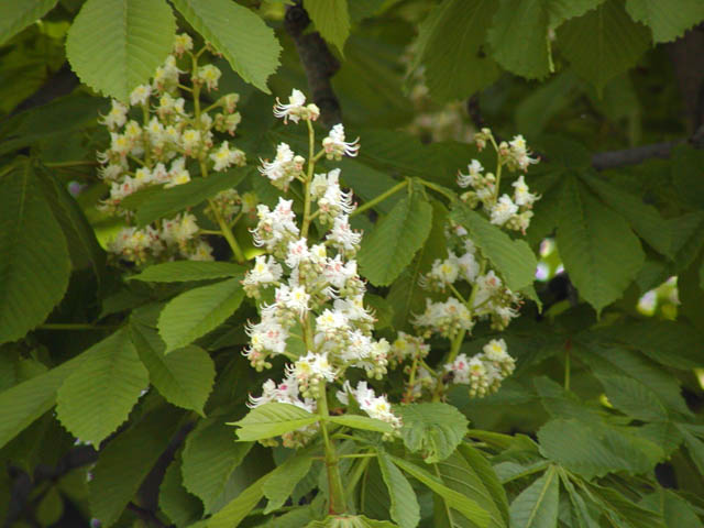 P1010005.JPG