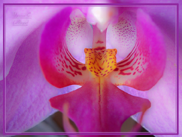 662a.jpg (119.95 КБ) 3931 просмотр фаленопсис гибридный (фиолетовый)