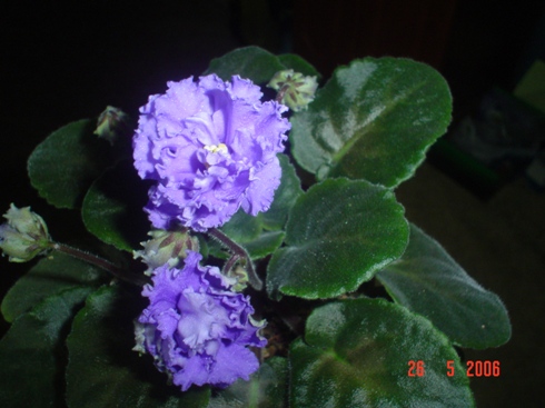 DSC01847.JPG