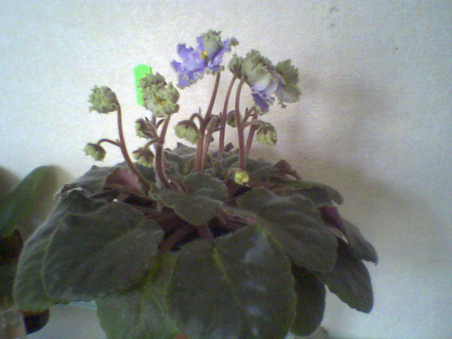 Ph0004.jpg