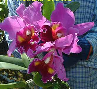 Blc. Lucky Strike Golden Ring[TAI_orchid_BL207]є10.94 пахнет.jpg