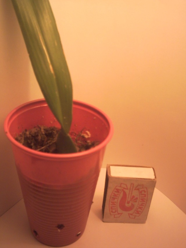 PICT0004.jpg