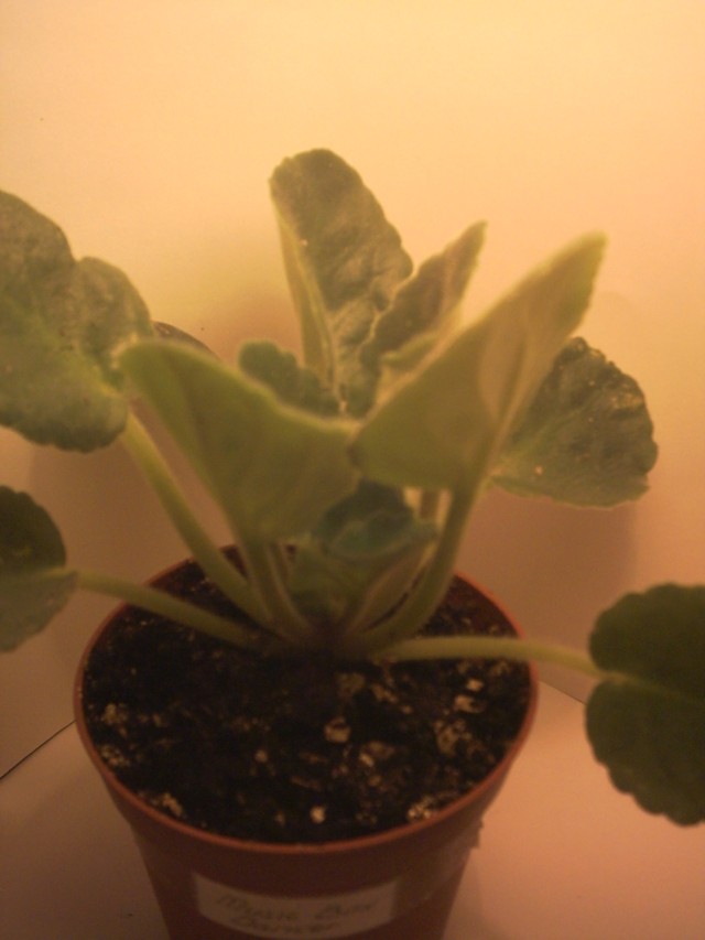 PICT0005.jpg