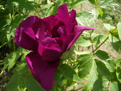 pion k 1.jpg