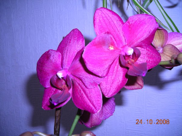 DSCN0112ум.jpg