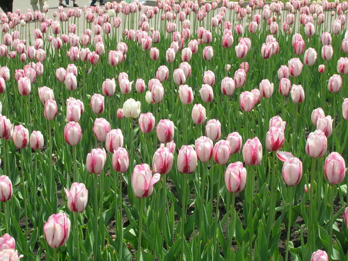 tulip2.jpg