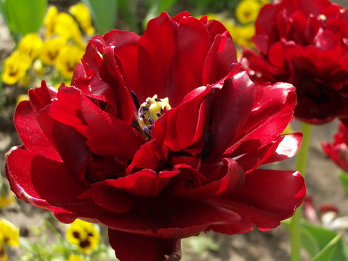 tulip3.jpg