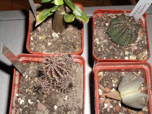 succ 2006 05 27.jpg
