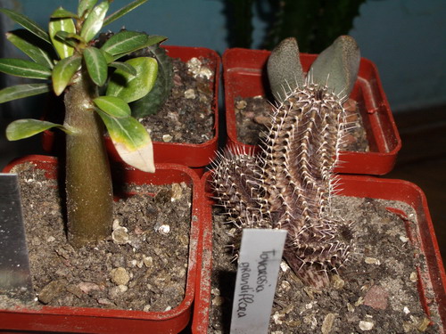 succ 2006 05 28.jpg