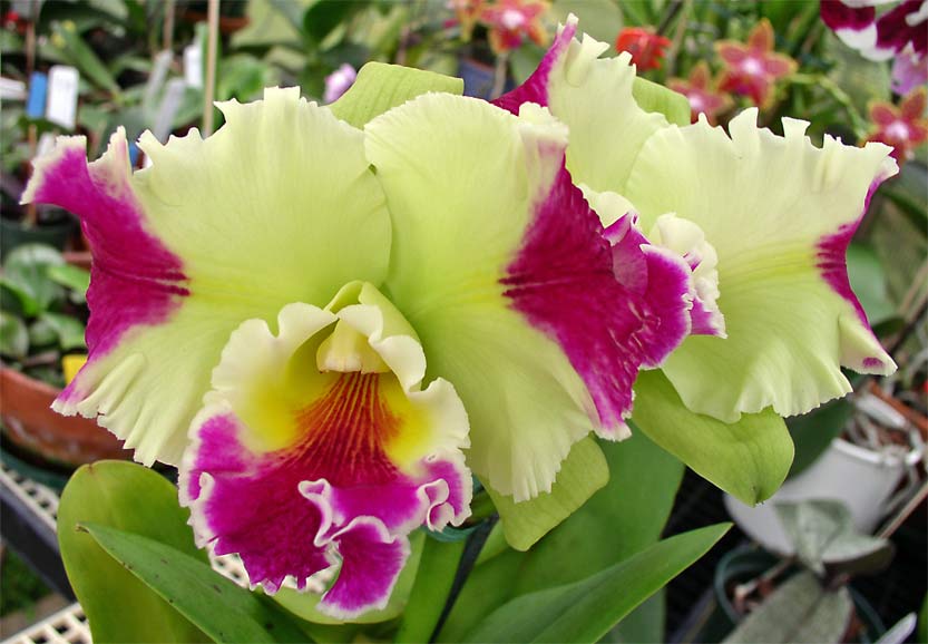 Blc. Hwa Yuan Grace Cat King AM.AOS.jpg