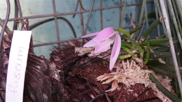 Leptotes unicolor