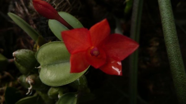 Sophronitis cernua2