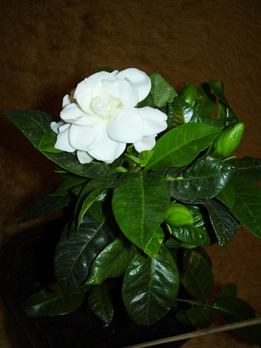 P6010004.JPG