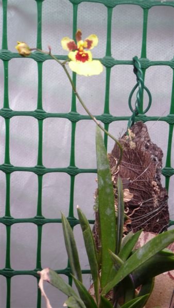 Onc. Tsiku Vanessa  оранж