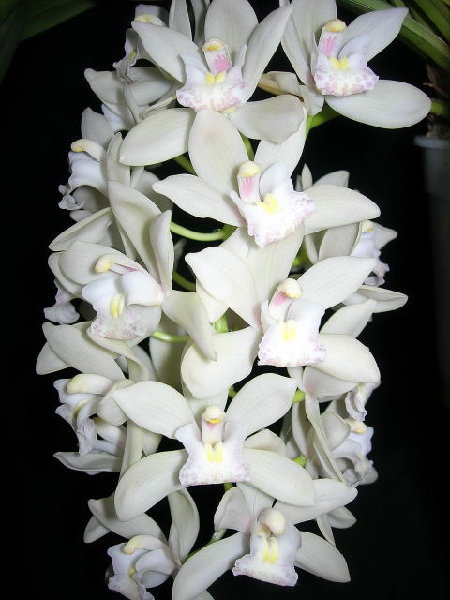 DSCN4698.JPG