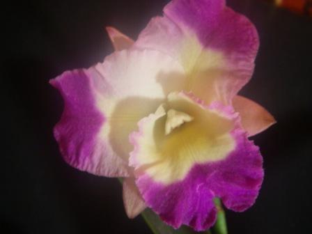 IMGP02000.JPG