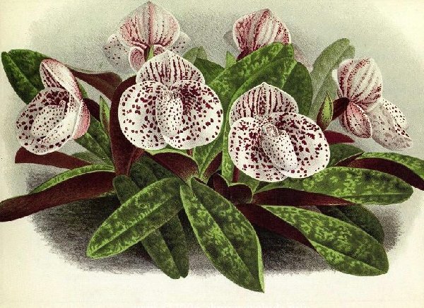 Lindenia1888(04)149(bellatulum).jpg