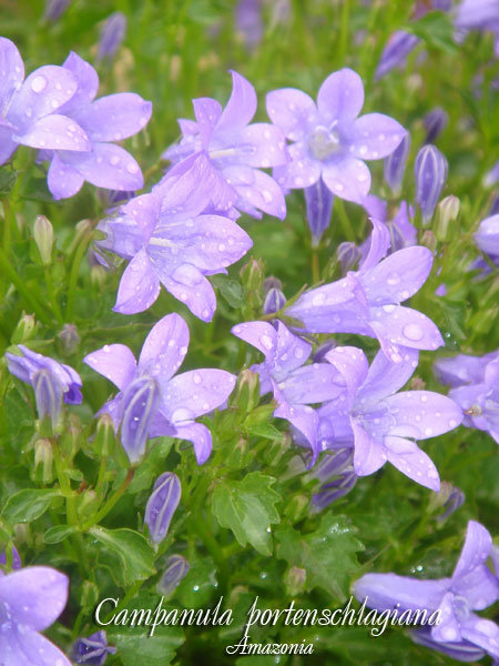 Campanula-portenschlagiana.jpg