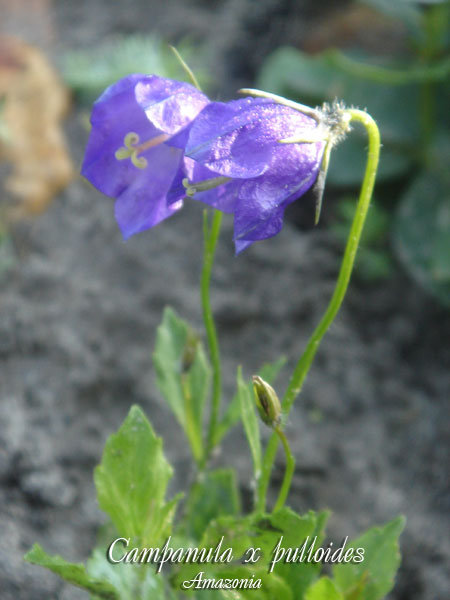 Campanula-pulloides.jpg