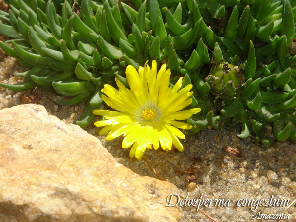 Delosperma-congestum.jpg