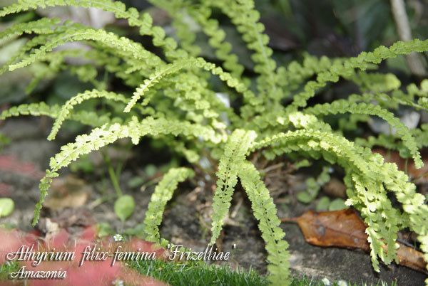 Athyrium-filix-femina-Frizelliae.jpg